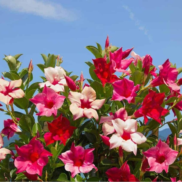 🌸🌴💗🌸🌴💗🌸🌴💗🌸🌴💗🌸🌴💗🌸🌴💗 - Picture 11 of 16